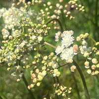 Filipendula vulgaris 'Multiplex'